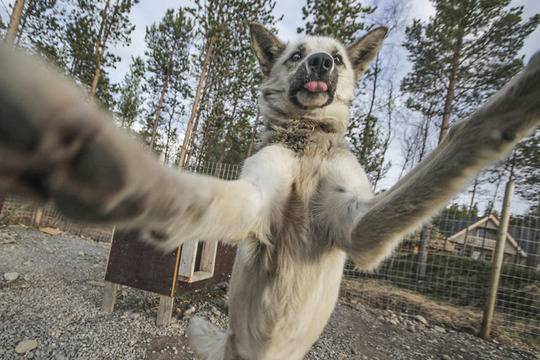 Забавни кучета, пристрастени към… селфита!