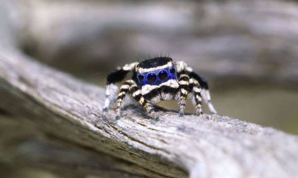 Най-сладкият мъжки паяк на планетата танцува за женската (видео)