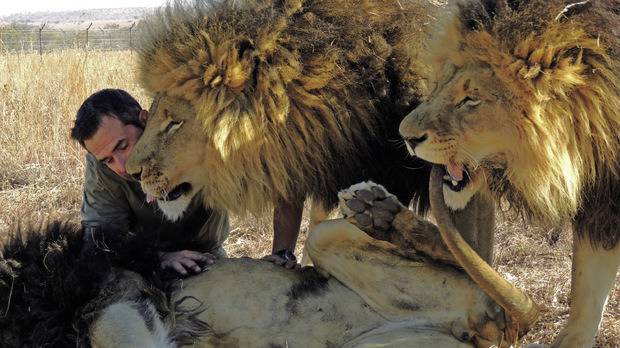 Като лъвовете