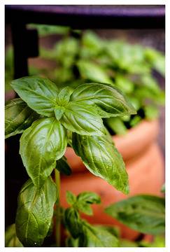 Божествения босилек