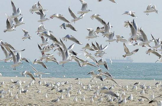 Ята чайки нападат туристи по морето