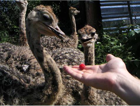 Ферма за щрауси – гр. Долна Баня – Отглеждане на щрауси. Всичко за щраусите, щраусова мас, щраусово месо, пера от щраус, яйца…