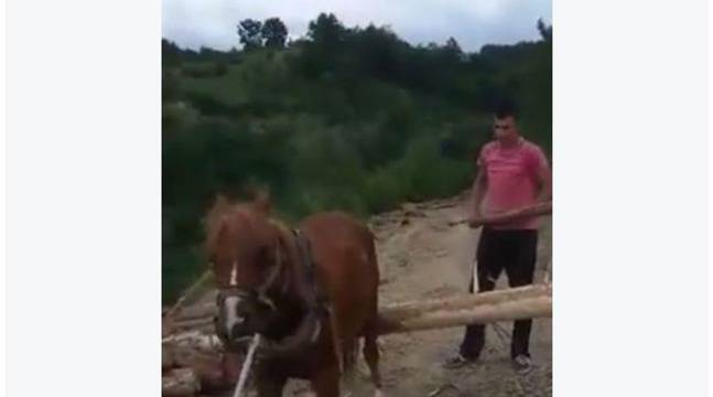 Младежи зверски пребиха кон и се похвалиха с видео