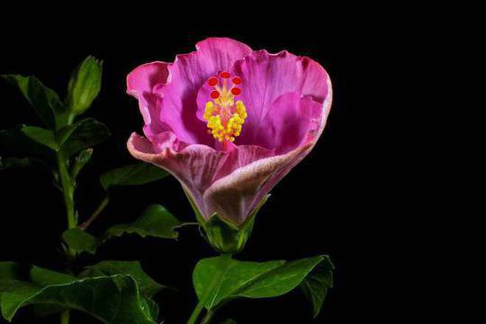 Как цъфтят цветята – изумителни клипове, направени от хиляди снимки