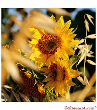 Христо Стефанов (ico10) – „От слънчогледите наднича лято…“ – фото: Природа, Макро