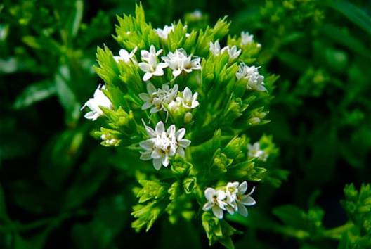 Вижте уникалните свойства на билката Стевия!