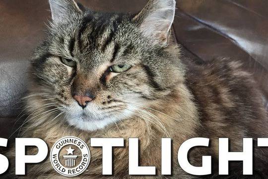 Колко години могат да доживеят домашните котки