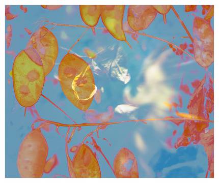 Билкова Кръв – Билково-плодов еликсир с желязо