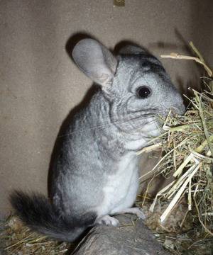 Раждане и отглеждане на малките при чинчилите