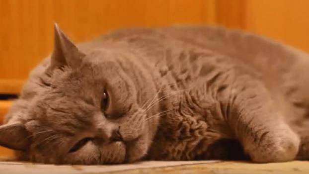 Една видео компилация, пълна със забавни котки