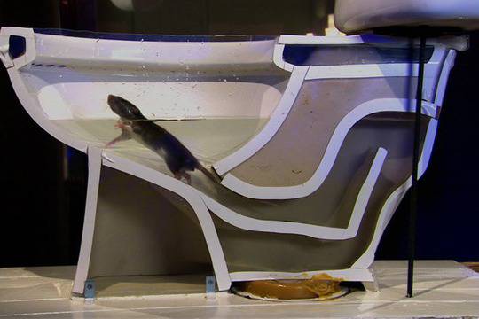 Шок! Ето как от тоалетната чиния може да изпълзи плъх