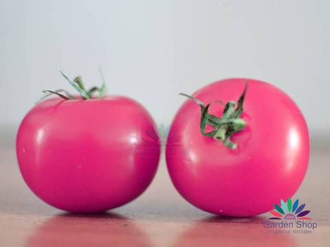 Семена на безколови розови домати за тунели и на открито – Торбай F1