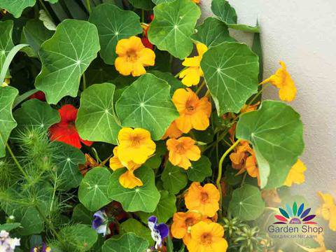 Семена на жълта ниска Латинка Аляска – Tropaeolum nanum Alaska Gold