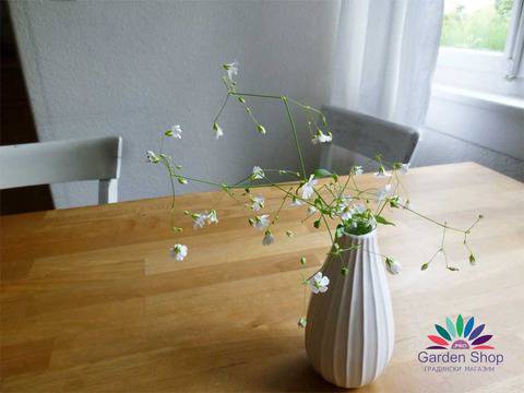 Семена на Гипсофила – Gypsophila elegans