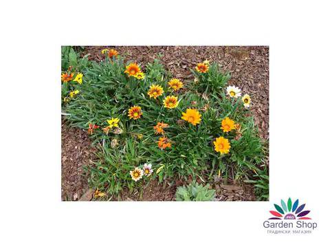 Семена на цветна Газания микс – Gazania rigens (Mittags gold)