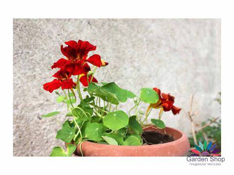 Семена на микс увивна Латинка за огради и тераси – Tropaeolum majus