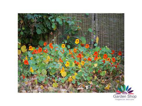 Сортови семена на лесната за отглеждане ниска Латинка – Tropaeolum nanum