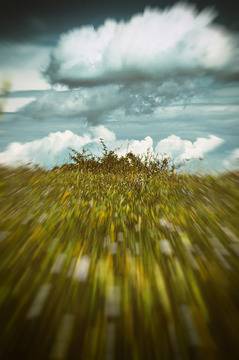 Мехлем от черен оман