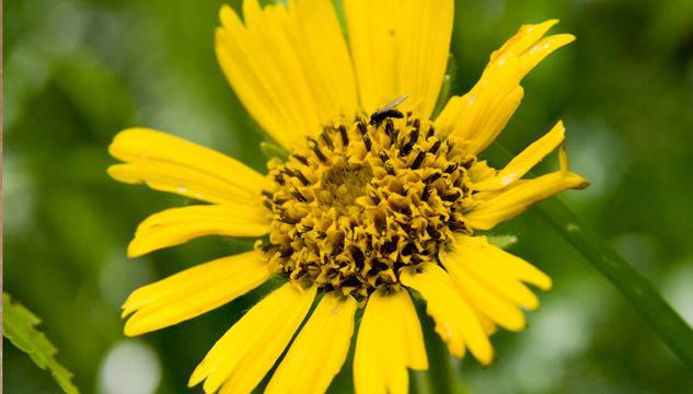 Как да лекуваме с арника