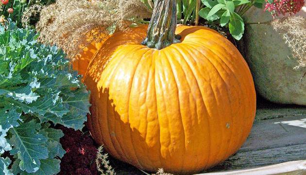 За какво е полезна тиквата?