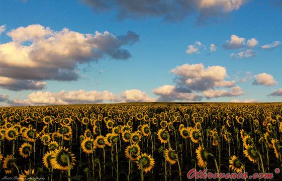 Христо Стефанов (ico10) – Облачно над слънчогледовата равнина – фото: Природа, Пейзаж