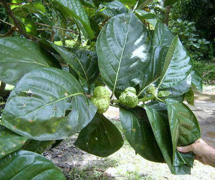 Нони – За имунната система
