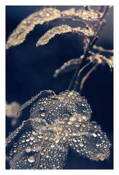 Билката Хвощ