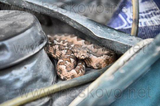 Спасители извадиха огромна усойница от автомобил в Смолян