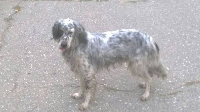 Английски сетер търси стопаните си