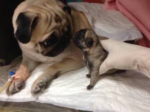 Полов живот на Мопс