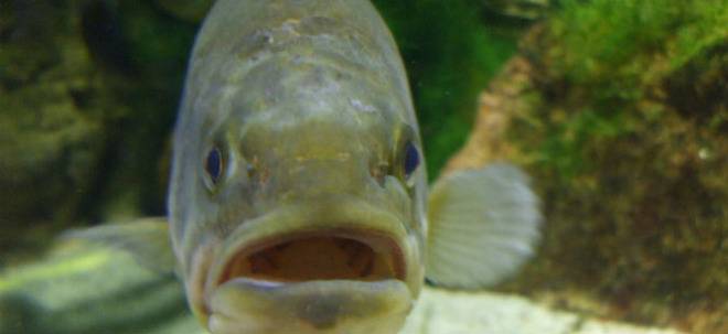 И рибите могат да говорят