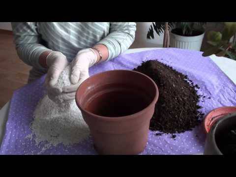 Как да пресадим стайно растение