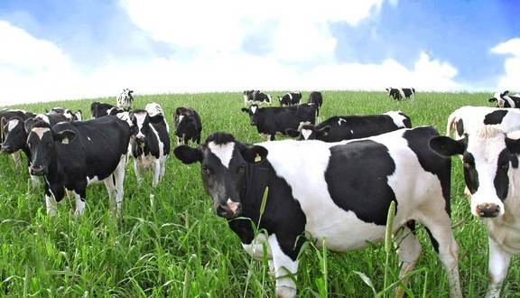 ДФЗ ще подпомогне над 26 000 животновъди