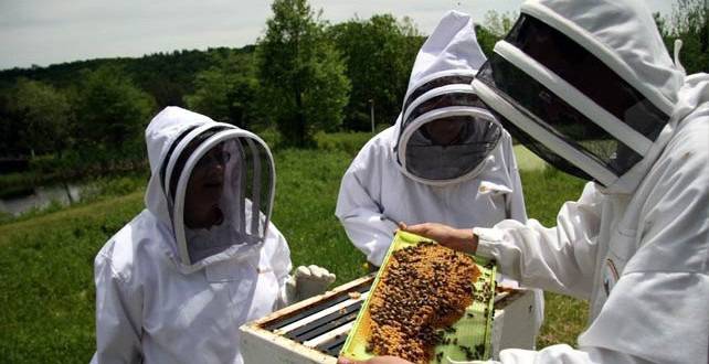 Безплатно училище за пчелари отваря врати през ноември