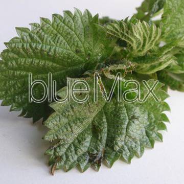 Полезни свойства на копривата