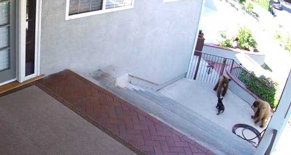 Булдог гони мечки от двора на къща