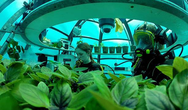 Има подводна зеленчукова градина покрай бреговете на Италия