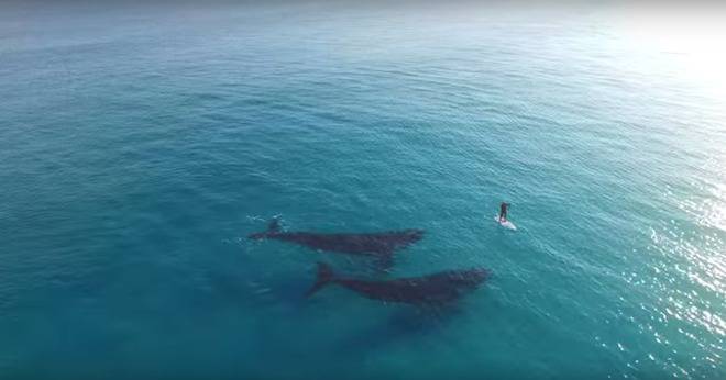 Дрон заснел среща на сърфист с два кита (видео)
