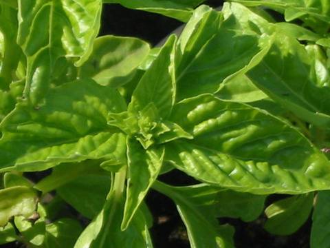 Афти в устата: Бабини лекове за бързо справяне с инфекцията