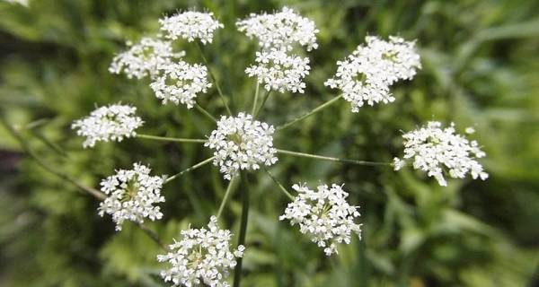 Топ 10 на най-отровните растения в света