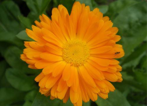 БИЛКИ ПРОТИВ РАК И ТУМОРНИ ОБРАЗОВАНИЯ