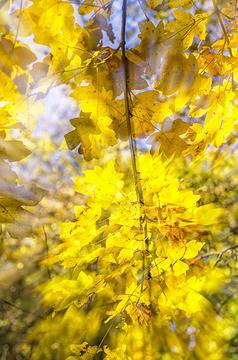 Сок Нони – познат и ценен от 2000 години