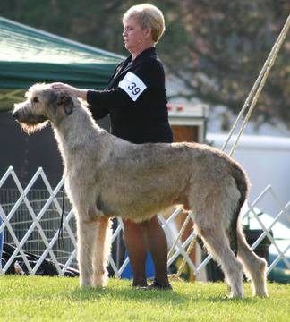 Най-големите породи кучета в света