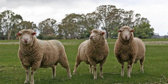 БАБХ стартира изпълнението на Държавната програма за профилактика и борба срещу болестите по животните