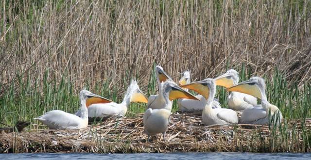 Наблюдаваме красотата на „Сребърна“ и онлайн
