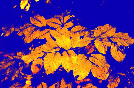 За здрави и гъвкави стави