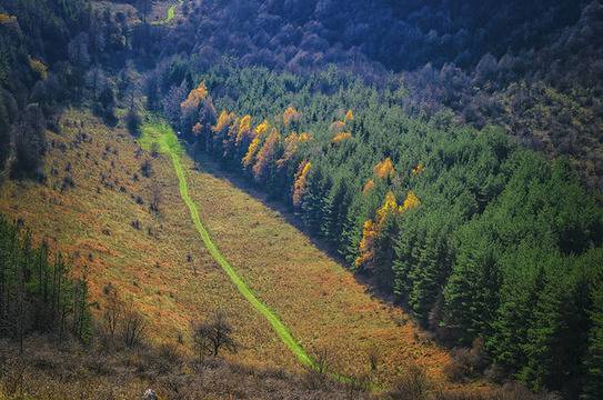 Артишок за почистване на черния дроб