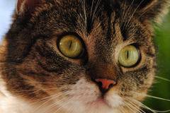 Очите на котката - PetVet.bg - Онлайн съветник за домашния ти любимец