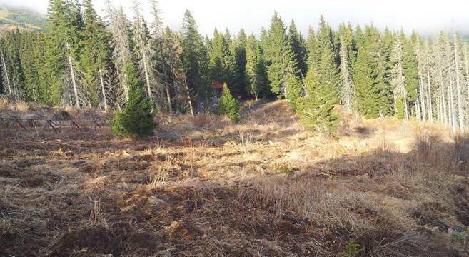 Зелената Коза ностра*