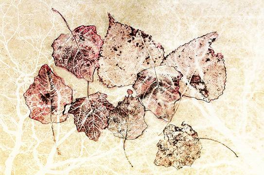 Чудните малки семенца